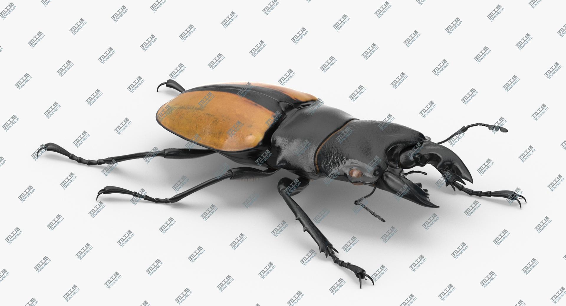 images/goods_img/202104093/Giant Stag Beetle Odontolabis Ludekingi 3D model/2.jpg